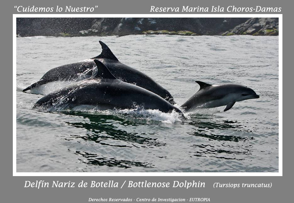 Tursiops Choros Damas